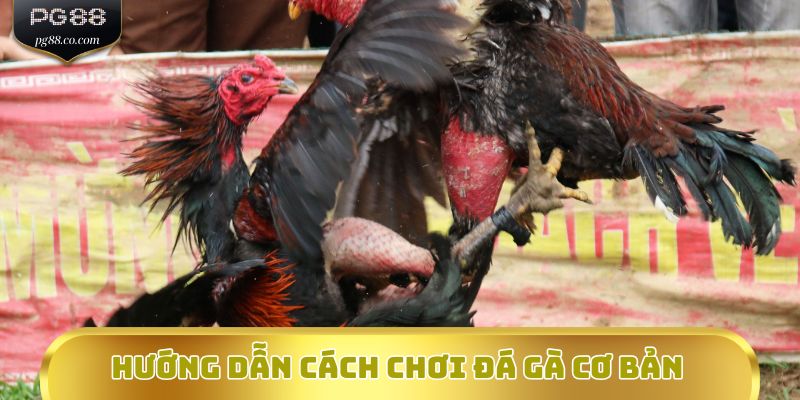 Hướng dẫn cách chơi đá gà cơ bản