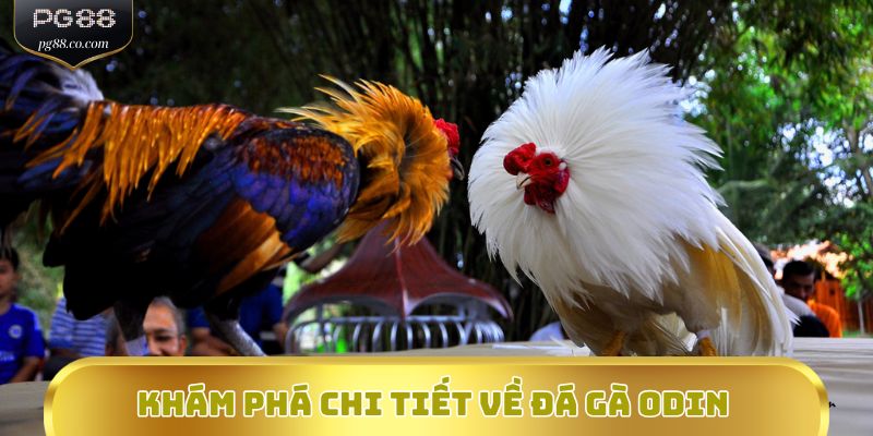 Khám phá chi tiết về đá gà ODIN