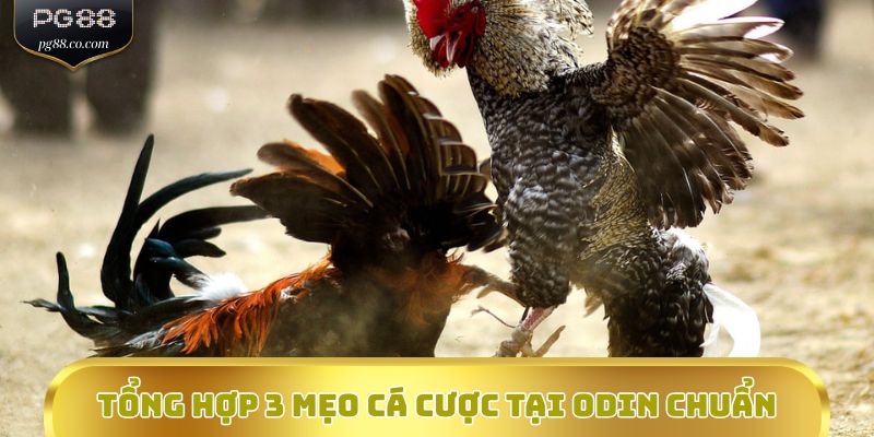 Tổng hợp 3 mẹo cá cược tại ODIN  chuẩn
